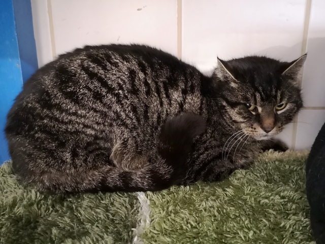 tier selb 0326 gustl