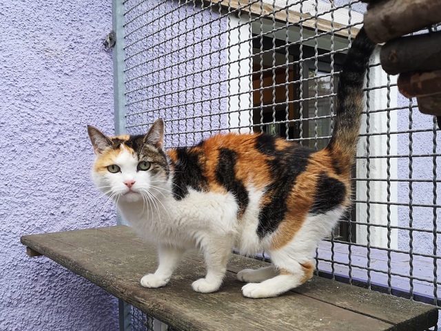 tier selb 0526 micki