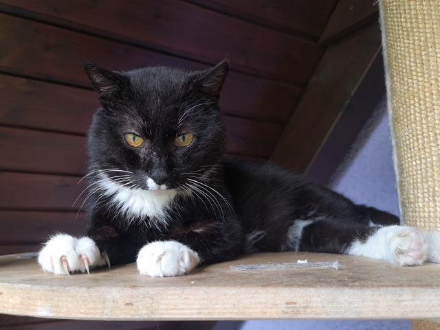tier selb 0626 zorro