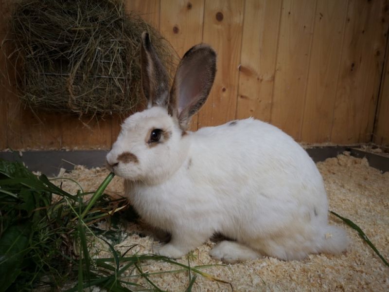 tier selb 0926 gemma