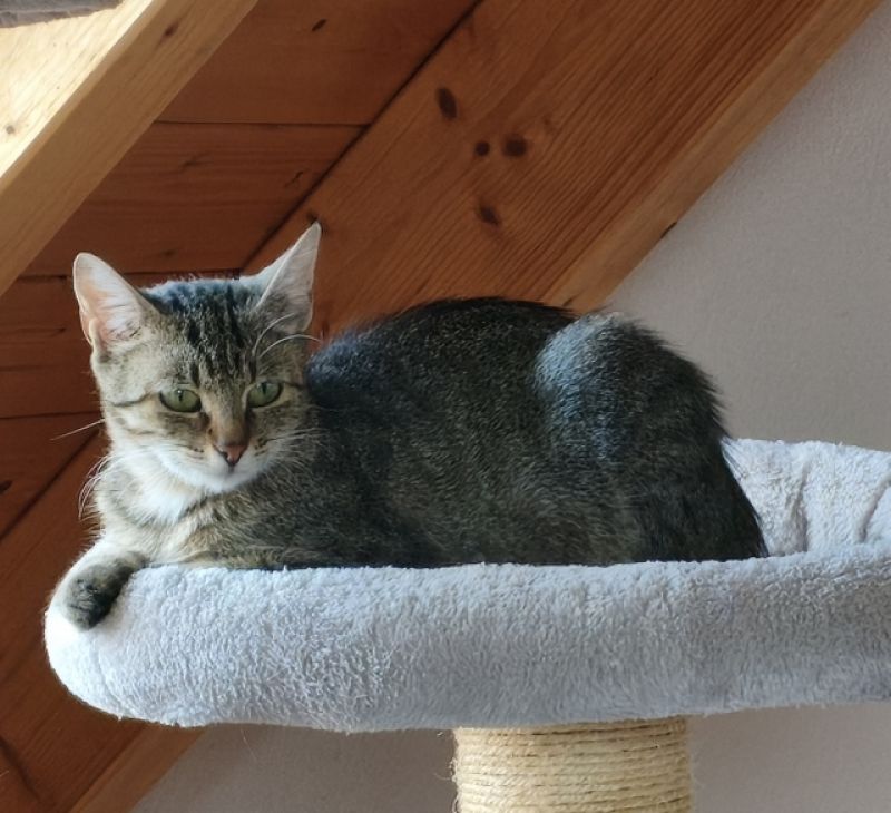tier selb 0926 maddie