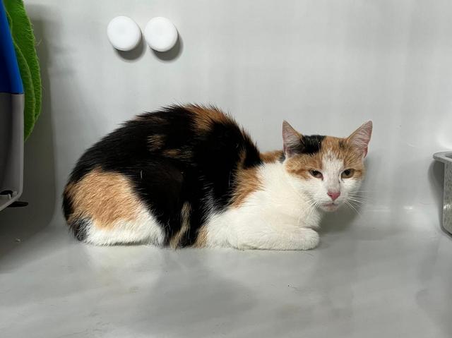 tier selb 1026 sophie