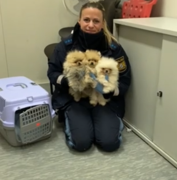 welpentransport selb 03262