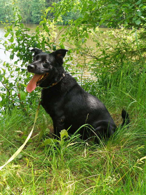 tier selb 0619 lucky