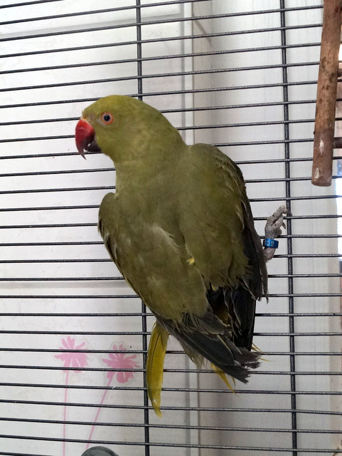 tier selb 0719 hock
