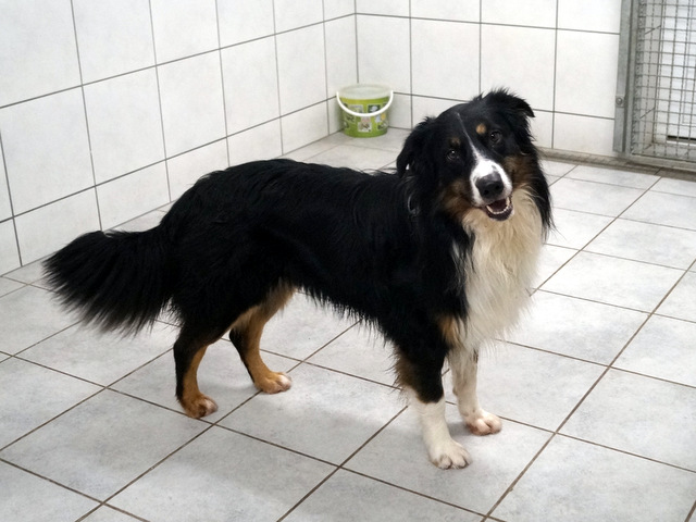 tier selb 0819 sam