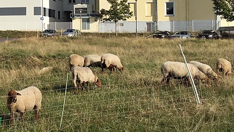 schafe selb 09191