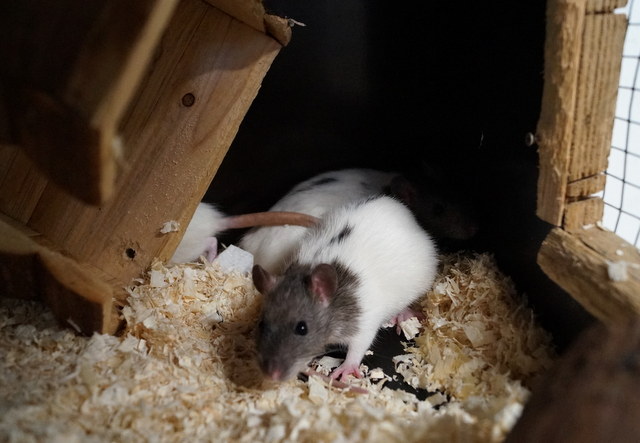 tier selb 1219 ratten
