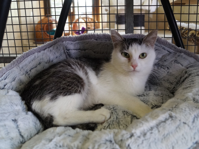 tier selb 0919 bella