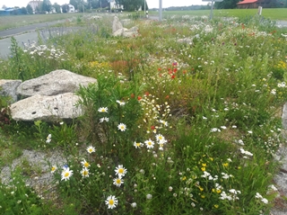 selb bluehwiese 08202