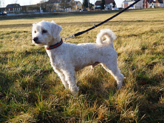 tier selb 0320 benni