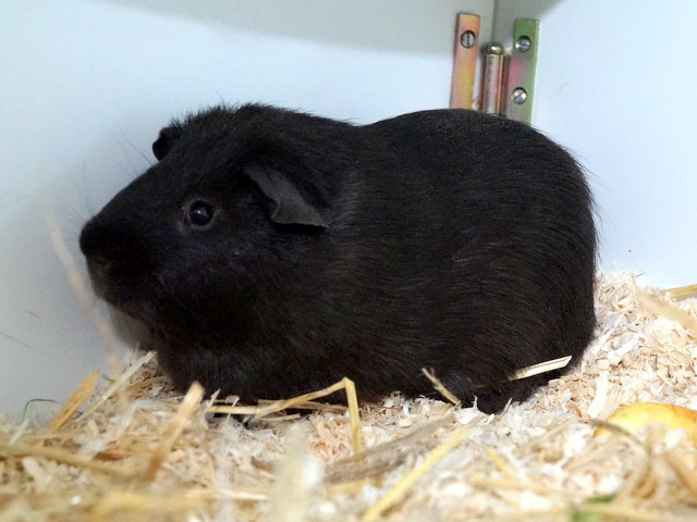tier selb 0320 blacky