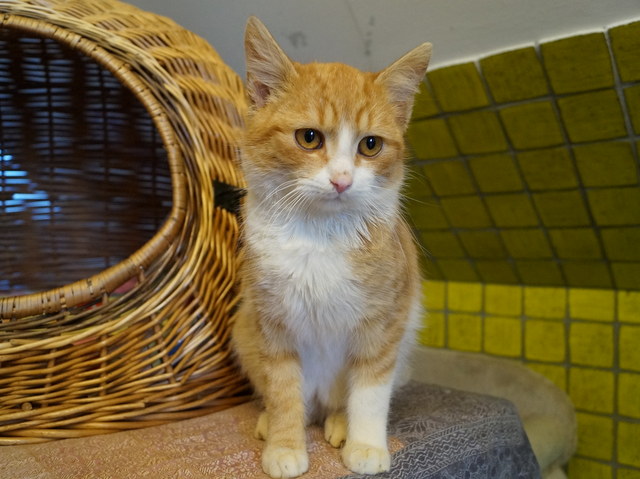 tier selb 0120 katzen