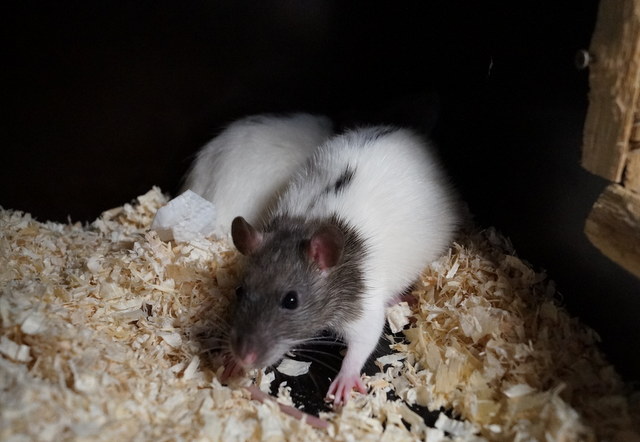 tier selb 0120 ratten