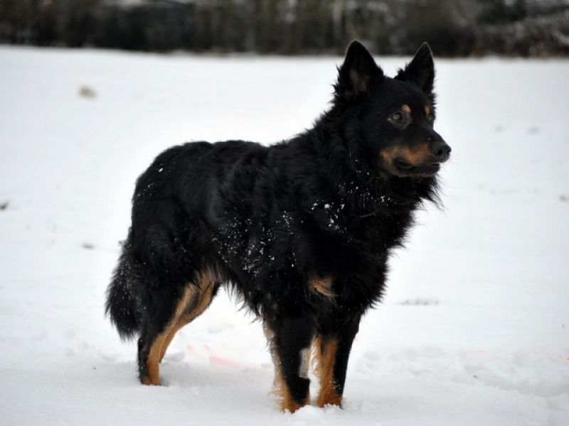 tier selb 0121 kenai