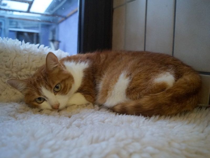 tier selb 0220 garfield