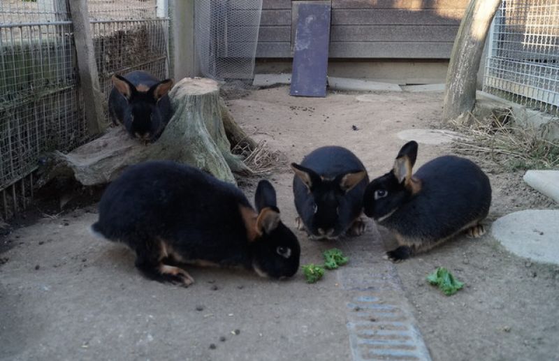 tier selb 0220 kaninchen