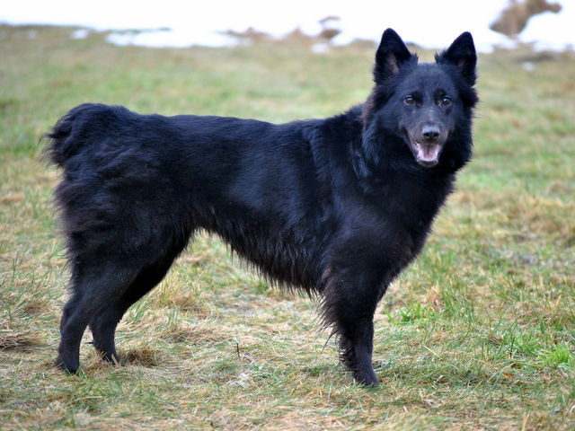 tier selb 0221 roxy