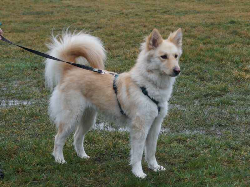 tier selb 0320 blondi