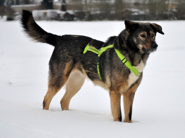 tier selb 0321 jule