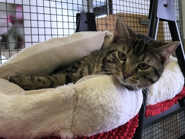 tier selb 0420 gismo