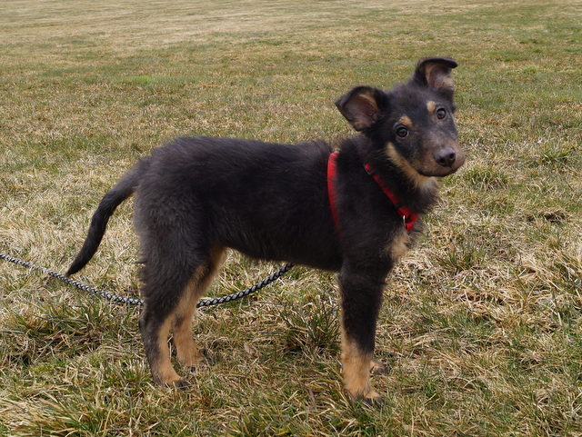 tier selb 0421 frieda