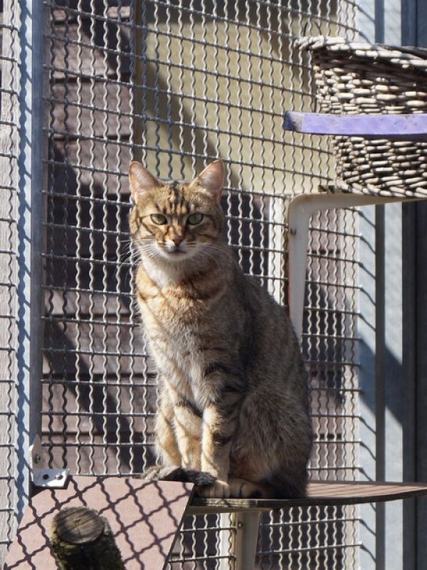 tier selb 0520 Smokey