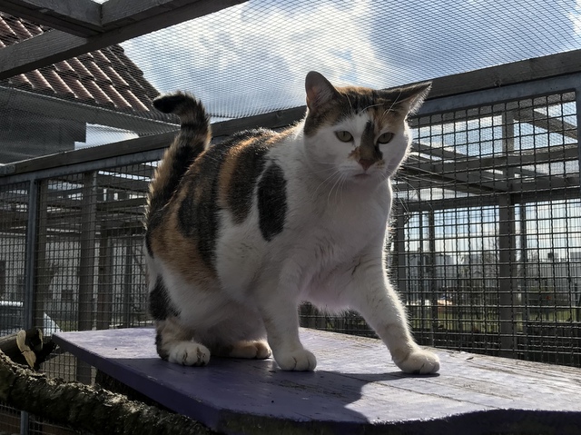 tier selb 0520 nicki