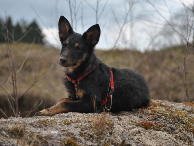 tier selb 0621 frieda