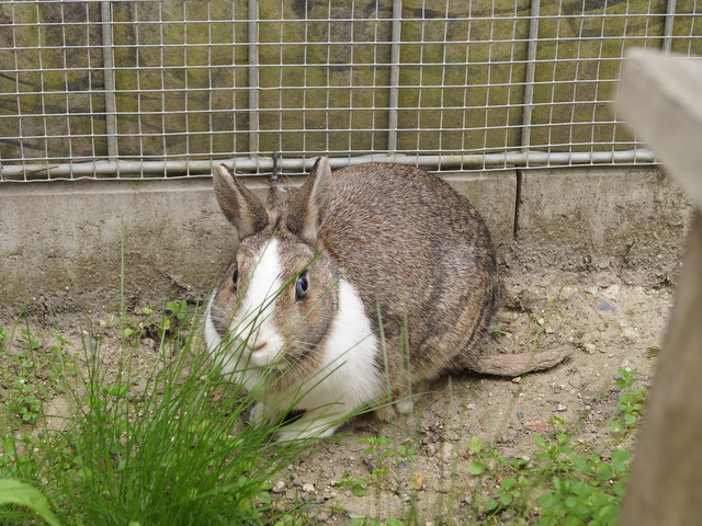 tier selb 0720 sammy