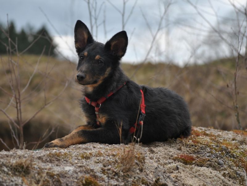 tier selb 0721 frida