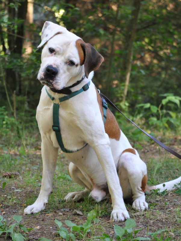 tier selb 0820 heinrich
