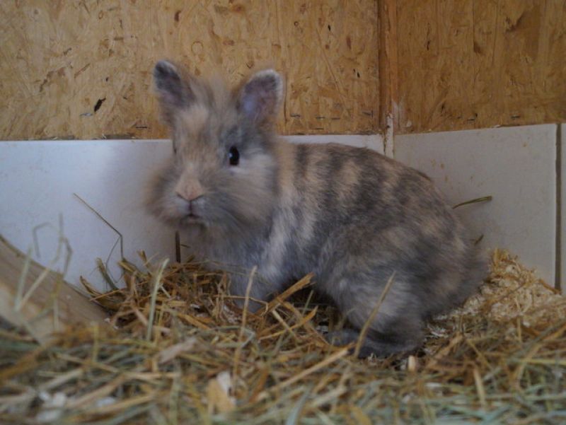 tier selb 0820 peter