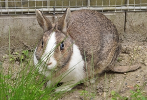 tier selb 0820 sammy