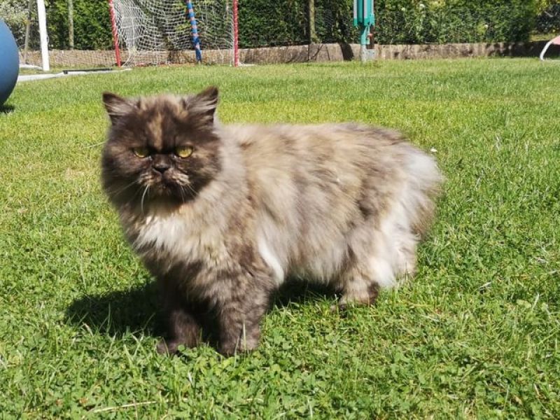 tier selb 0920 antonia