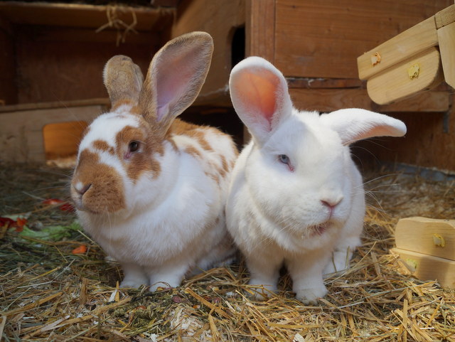 tier selb 0920 bunny