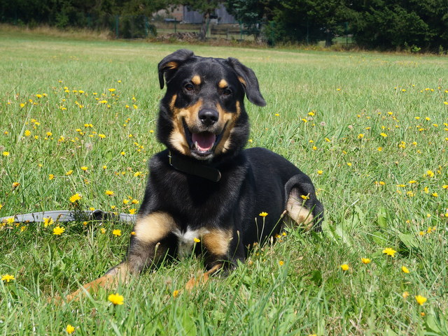 tier selb 0920 sammy