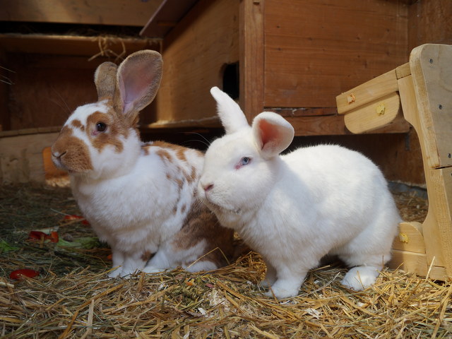 tier selb 1120 bunny