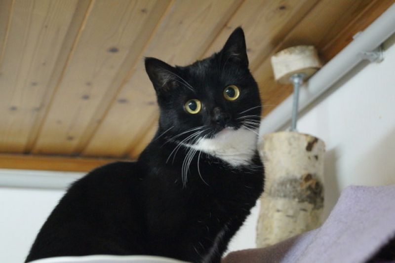 tier selb 1220 katze