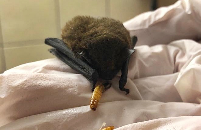 Zwergfledermaus