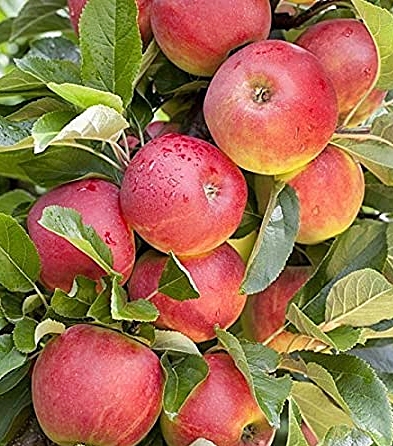 apfelbaum selber wiesenfest