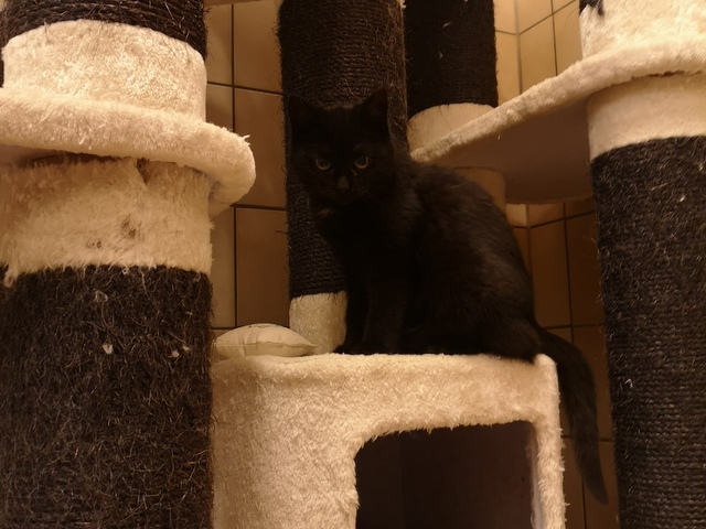 tier selb 0122 tilly