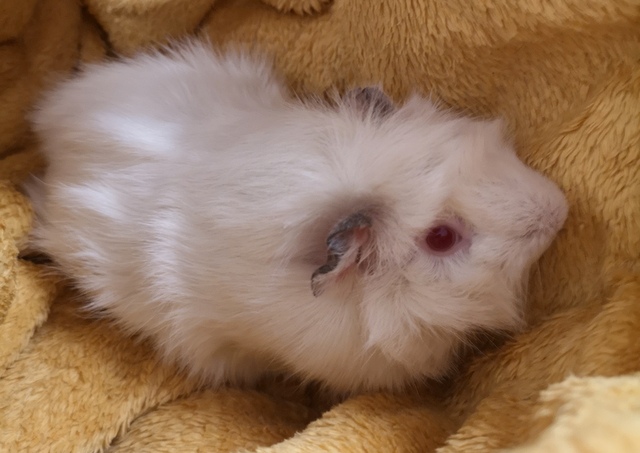 tier selb 0422 bianco