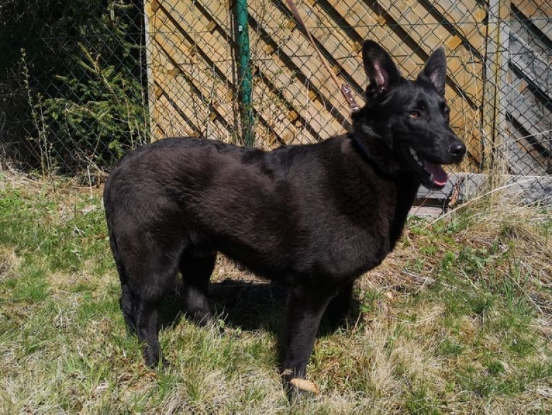 tier selb 0422 loki