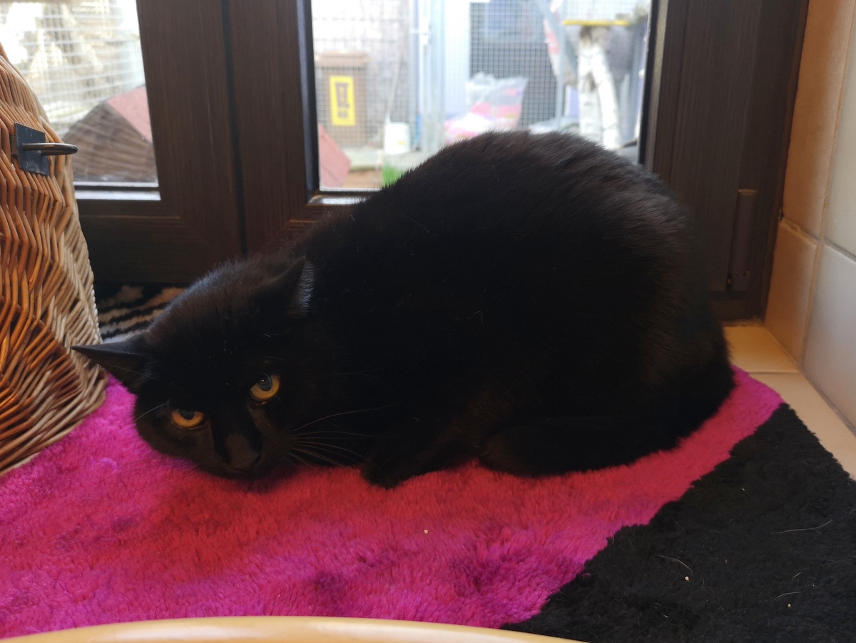 tier selb 0523 bruno
