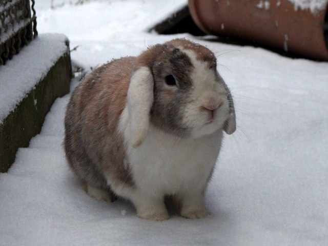 tier selb.0122 fred