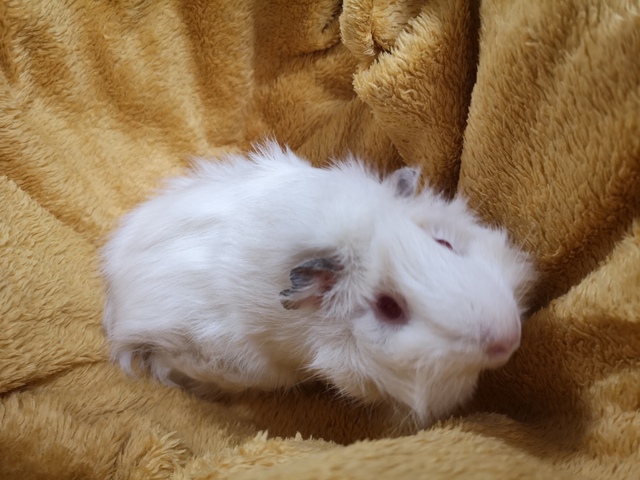tier selb 0222 bianco