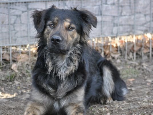tier selb 0322 klara