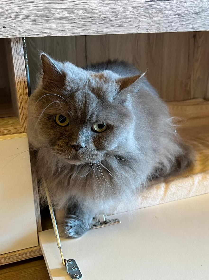 tier selb 0323 fluffi