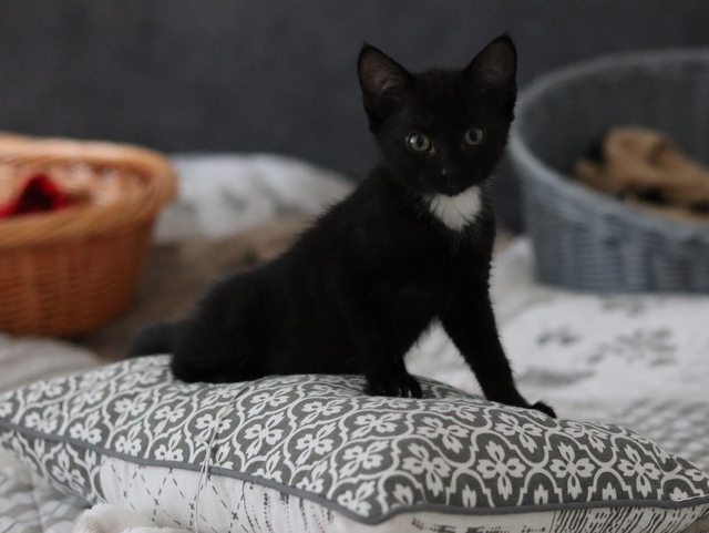 tier selb 0721 katze